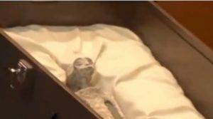 Meksikos Kongrese atidengti du „ateivių lavonai”, atliko DNR tyrimus (video)