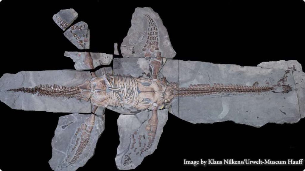 Tyrėjai nustebę: atskleista, kaip iš tikrųjų atrodė 183 mln. metų senumo dinozauras