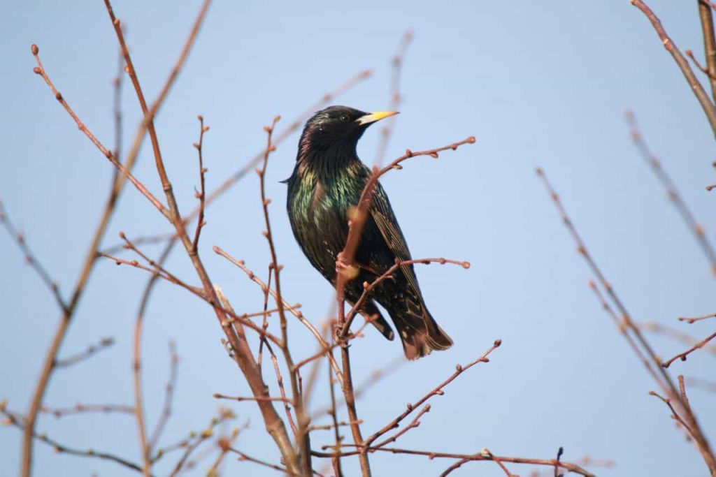 VU mokslininkas papasakojo, kaip mus mato ir naviguoja paukščiai