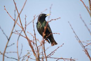VU mokslininkas papasakojo, kaip mus mato ir naviguoja paukščiai