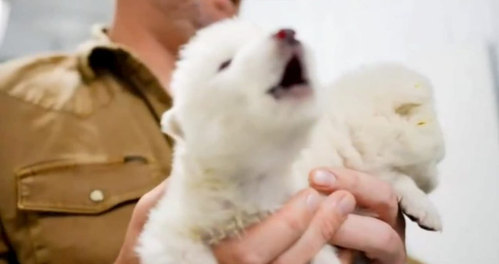 Pirmas kauksmas per 10 000 metų: atkurta išnykusi vilkų rūšis, juos matėte ir „Sostų karuose“ (video)