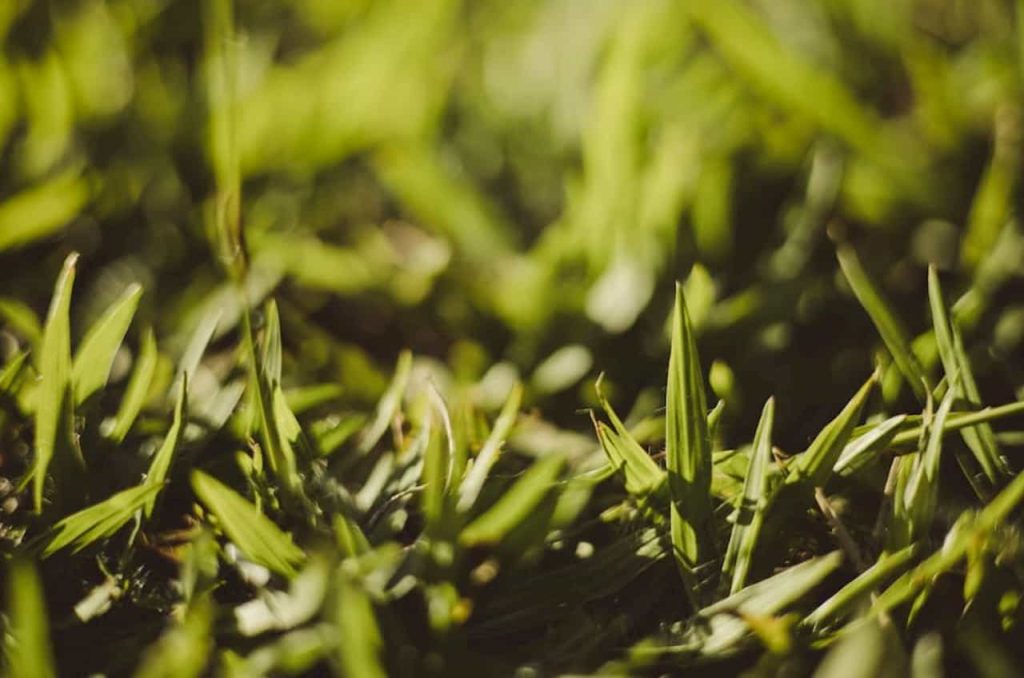 Sodo traktoriukas vs. vejos robotas – kada kuris geriau tinka?