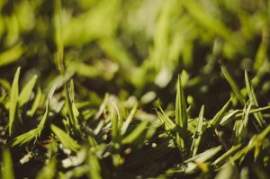 Sodo traktoriukas vs. vejos robotas – kada kuris geriau tinka?