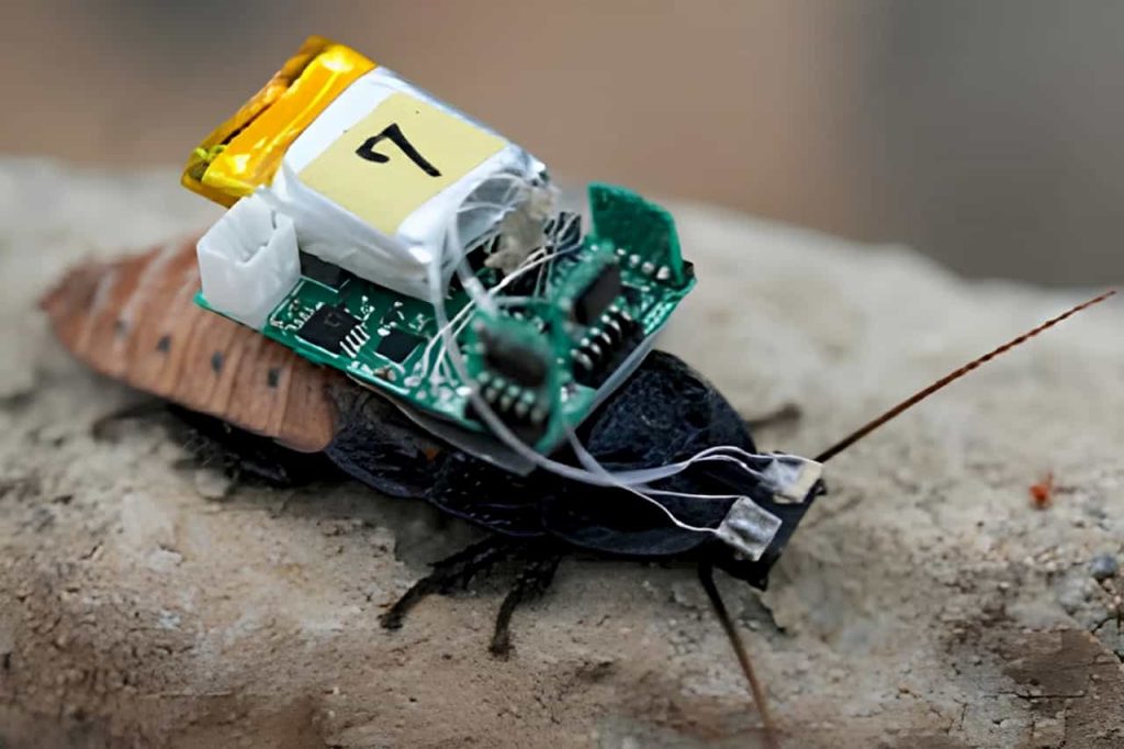 Siurrealus robotikos pasiekimas: UV šviesa valdys vabzdžio judėjimą