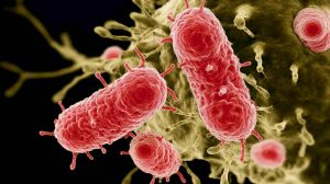 Mokslininkai nustebinti: gyvačių ir vorų nuodai gali tapti galingais antibiotikais