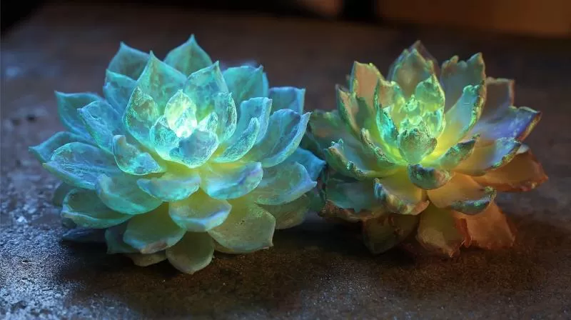 Pamatykite: sukurti tamsoje šviečiantys sukulentai