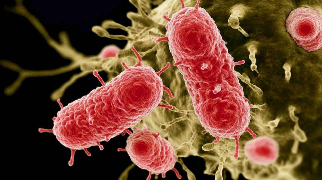 Šokiruojantis tyrimas: pirmąkart stebėta, kaip mikroplastikai keičia mūsų žarnyną