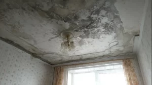 Apsaugokite namus nuo pelėsio: 3 daiktai, kuriuos turite išmesti šiandien