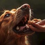 Ar ateityje susikalbėsime su šunimis? Mokslo atsakas