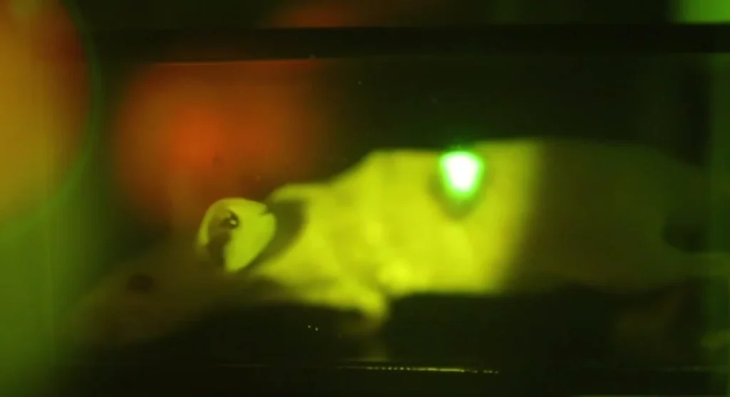 Atsiradus uždegimui oda nušvis žalia spalva: Japonija pristatė neįtikėtiną implantą