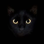 Kodėl kačių akys švyti tamsoje?