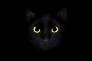 CŽV siekė paversti kates Šaltojo karo šnipėmis: kas paaiškėjo?