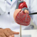 Ar žmogaus širdis gali atauginti raumenį po infarkto? Mokslininkai turi atsakymą