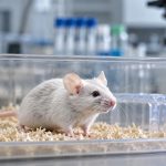 Netikėtas atradimas: pelėms Parkinsono ligą primenantys simptomai išnyko be gydymo – kas nutiko smegenyse?