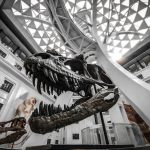 Kinijoje rastas „ketursparnis“ dinozauras verčia perrašyti skrydžio istoriją