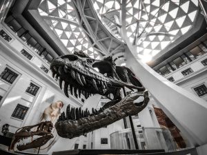 Kinijoje rastas „ketursparnis“ dinozauras verčia perrašyti skrydžio istoriją