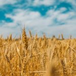 Estijos grupė gavo leidimą įsigyti „Litagrą“ – Lietuvos agroversle bręsta savininkų pokytis