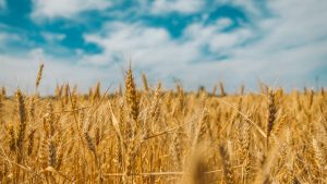 Estijos grupė gavo leidimą įsigyti „Litagrą“ – Lietuvos agroversle bręsta savininkų pokytis