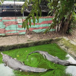 Sfinksą statė iš tų pačių uolienų, kuriose gulėjo iki šiol nežinomas krokodilas