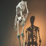 Žmogaus skeletas evoliucionavo kitaip nei beždžionių – nauji genetiniai duomenys paaiškina dalį skirtumų