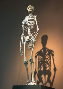 Žmogaus skeletas evoliucionavo kitaip nei beždžionių – nauji genetiniai duomenys paaiškina dalį skirtumų